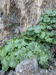 Darmera peltata