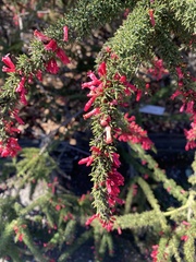 Colletia ulicina