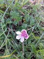 Erodium glandulosum