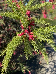 Colletia ulicina