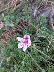 Erodium glandulosum