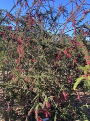Colletia ulicina