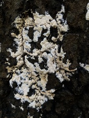 Basidioradulum radula