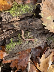 Lumbricus