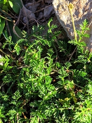 Erodium glandulosum