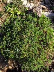 Erodium glandulosum