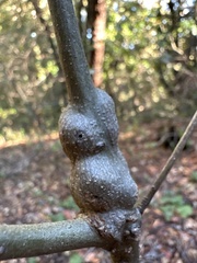 Callirhytis quercussuttoni