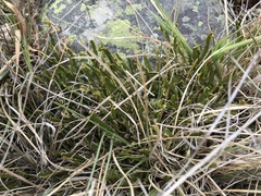 Carmichaelia corrugata