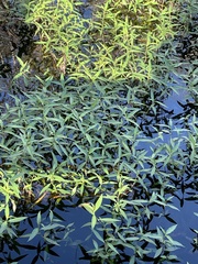 Caryophyllales