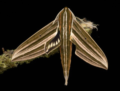 Xylophanes titana
