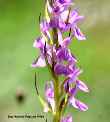 Dactylorhiza elata