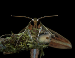 Xylophanes titana