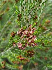 Passerina