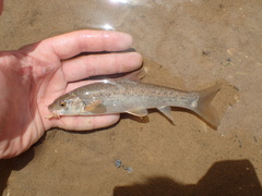 Schizothorax richardsonii