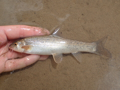 Schizothorax richardsonii