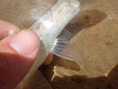 Schizothorax richardsonii