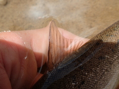 Schizothorax richardsonii