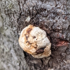 Fomes excavatus
