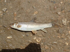 Schizothorax richardsonii