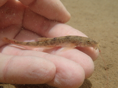 Triplophysa