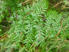Dryopteris dilatata