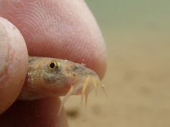 Triplophysa