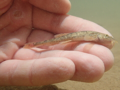 Triplophysa