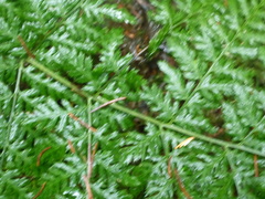 Dryopteris dilatata