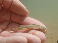 Triplophysa