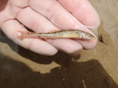 Triplophysa