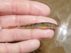 Triplophysa