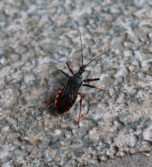 Rhynocoris annulatus