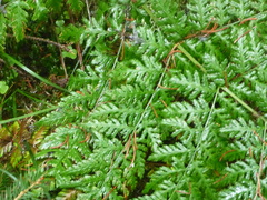 Dryopteris dilatata