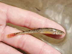 Triplophysa
