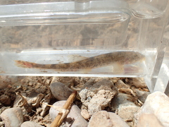Triplophysa