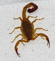 Centruroides elegans