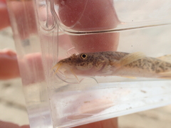 Triplophysa