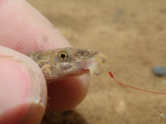 Triplophysa