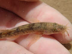 Triplophysa