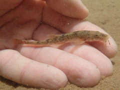 Triplophysa