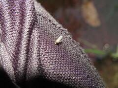 Aedes trivittatus