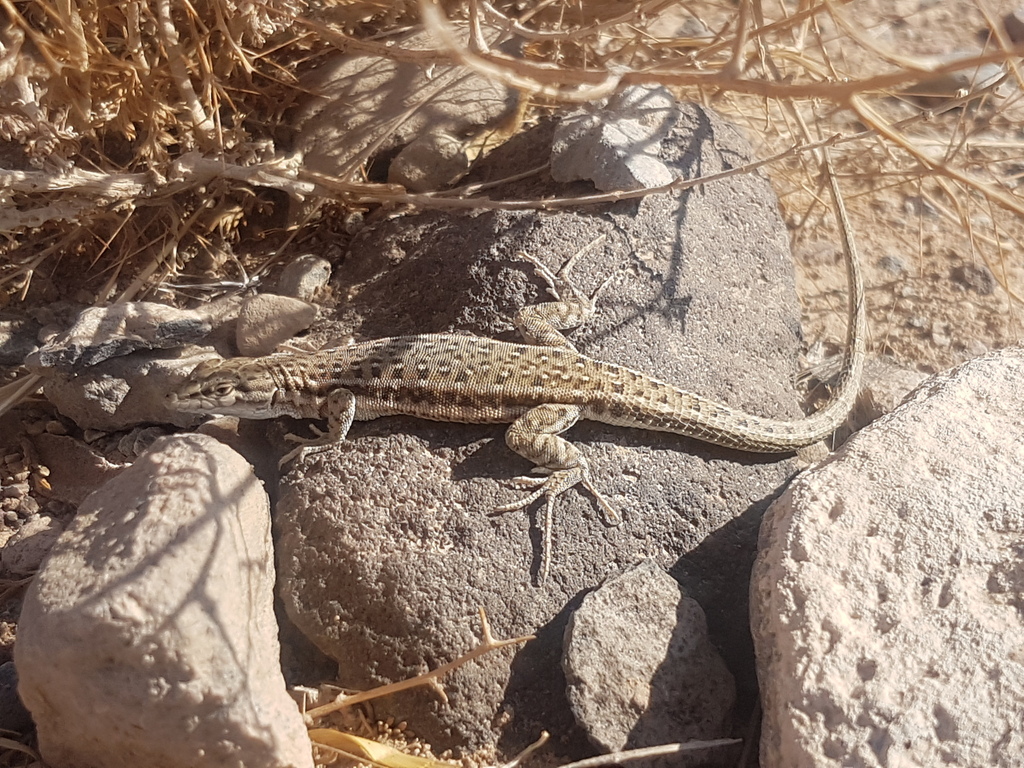 Persian Long-tailed Desert Lizard