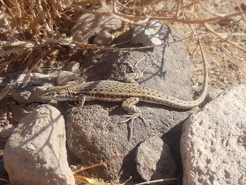 Persian Long-tailed Desert Lizard