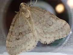 Operophtera fagata