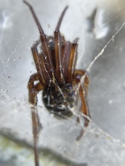 Steatoda nobilis