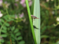 Rhynchomitra microrhina