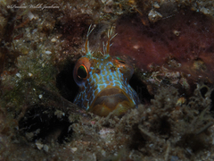 Parablennius marmoreus