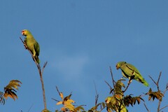 Amazona autumnalis
