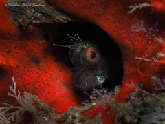 Parablennius marmoreus