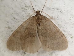 Operophtera fagata